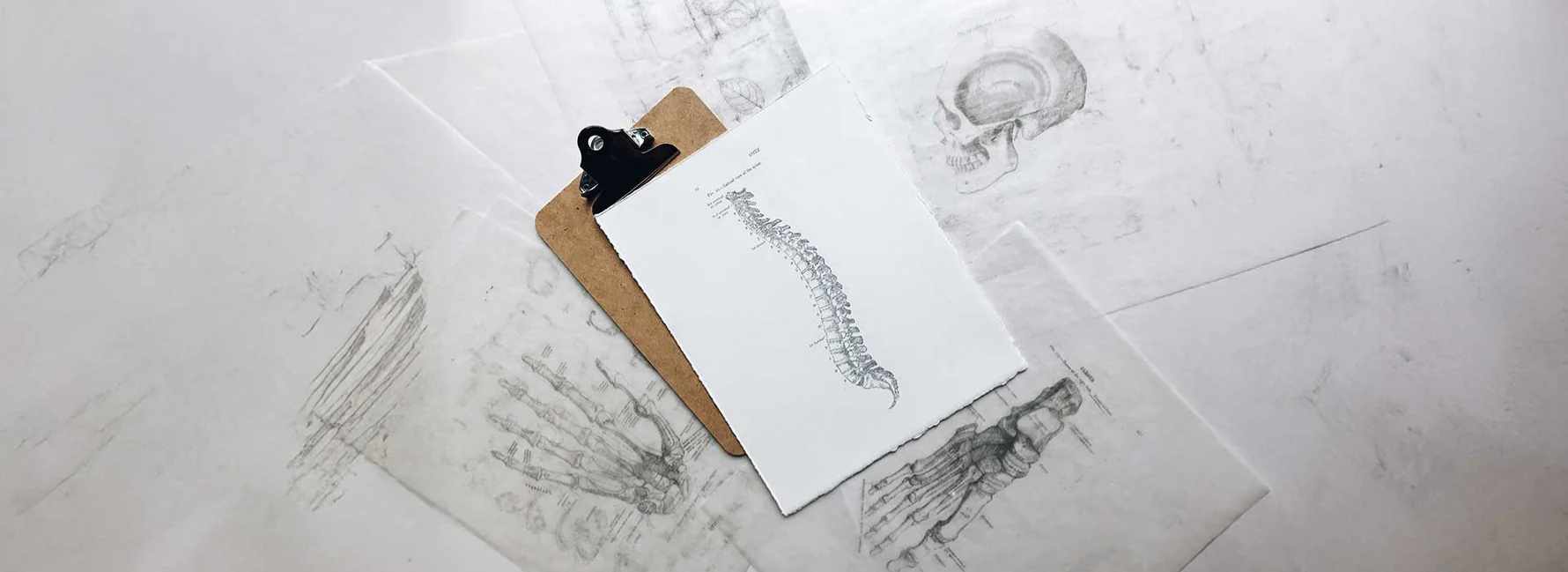Image Showing A Drawing of a Spine for Real Ways to Look Taller Blog | Levante Shoes