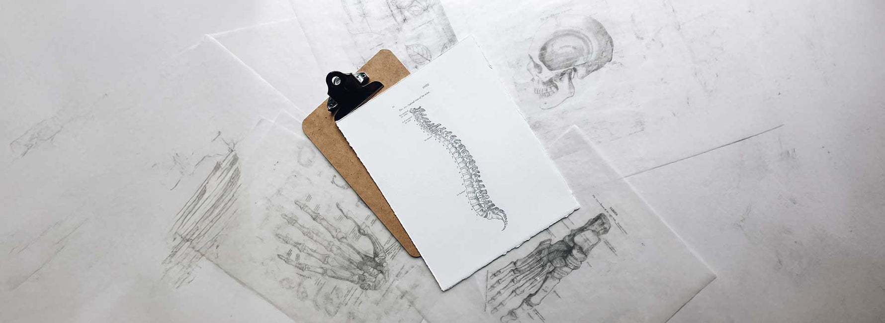 Image Showing A Drawing of a Spine for Real Ways to Look Taller Blog | Levante Shoes